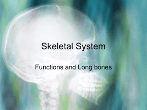 Functions of the skeletal system