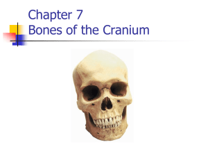 Chapter 7 Bones of the skull