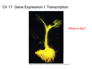 Transcription: DNA to RNA