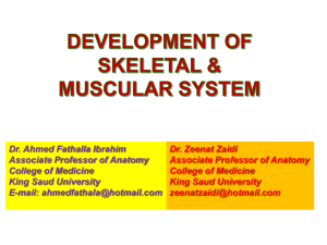 01 Development of skeletal & muscular system2010