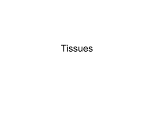 tissue lectures
