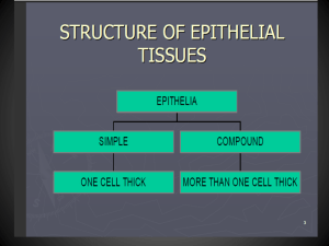 1-simple epithelium tissue 2