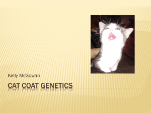 Cat Coat Genetics - k-mcgowan-teachportfolio