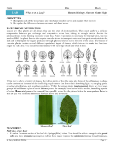 What is in a Leaf?