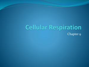 Ch. 9 - Cellular Respiration