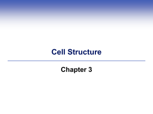 Cell Structure