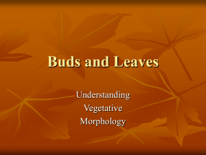 Buds and Leaves ppt