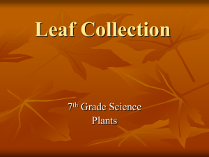 Leaf Collection - Cloudfront.net