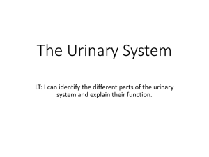 The Urinary System