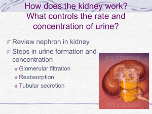 idney function and nephrons