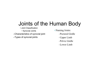 Joints of the body - Mr. Ames' Website