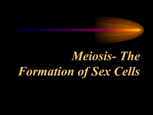 Meiosis- The Formation of Sex Cells