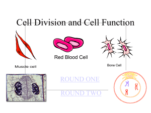 Cell Division and Cell Function