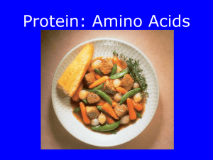 Protein: Amino Acids