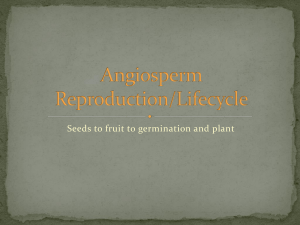 Angiosperm Reproduction/Lifecycle