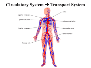 Our Circulatory Systems