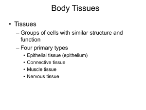 Body Tissues - MyScienceClassInfo