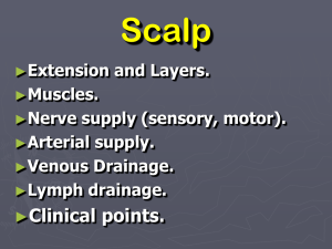 Nerve Supply of Scalp