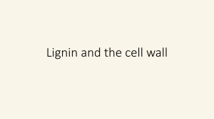 Lecture 7: lignin
