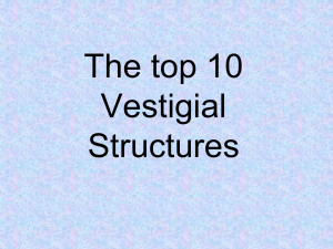 2.3_the_top_10_vestigial_structures[1].