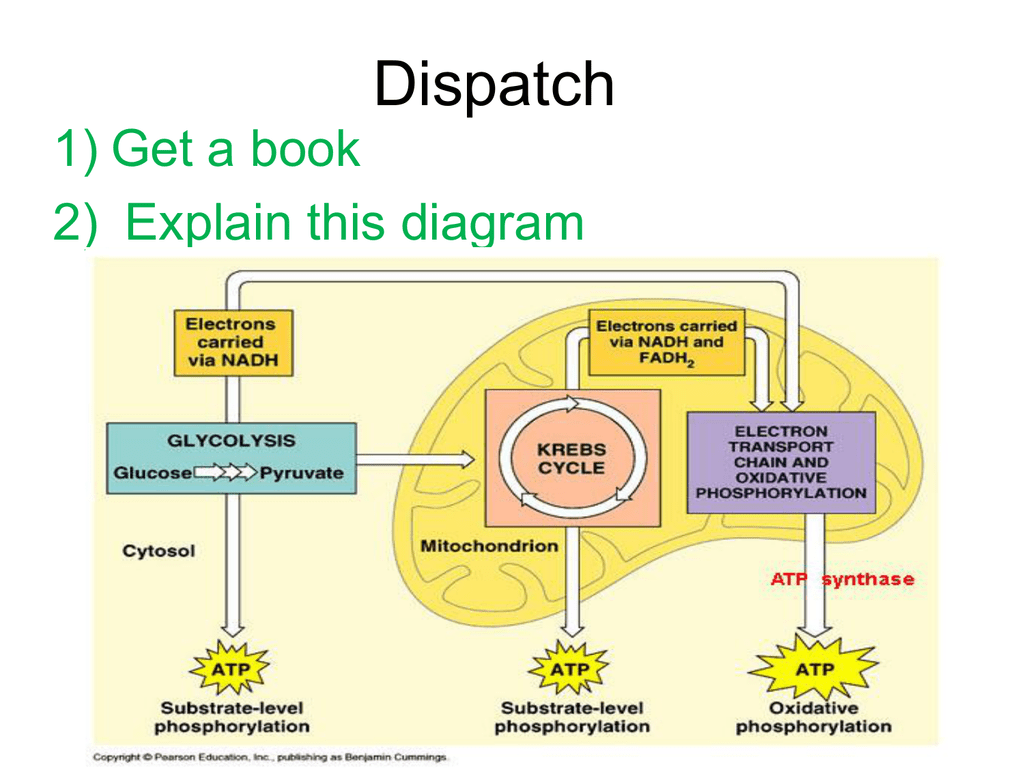 Electron Transport Chain Diagram Cellular Respiration