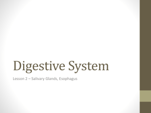 Digestive System Lesson 2