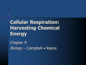 Cellular Respiration: Harvesting Chemical Energy