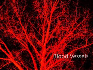Artery Veins Capillary