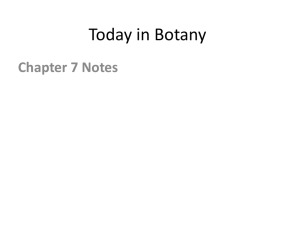 Botany Chapter 6 leaves
