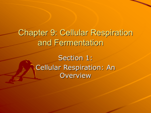 Chapter 9: Cellular Respiration and Fermentation
