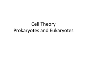 Cell Theory Prokaryotes and Eukaryotes