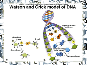 DNA: Structure and Function