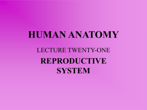 lecture twenty-one – reproductive system