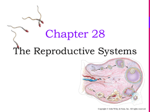 female reproductive system