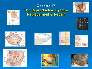 Chapter 17 The Reproductive System Replacement & Repair