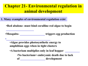 Chapter 21- Environmental regulation in animal development