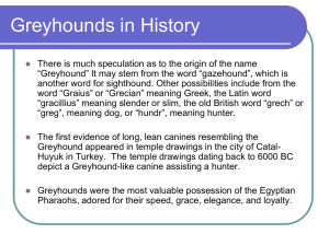Greyhounds in History