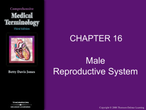 male reproductive system - Delmar
