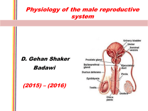 2. Physiology of the testis 2015