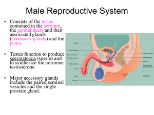 MALE REPRODUCTIVE SYSTEM histology