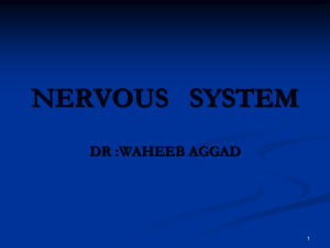 LECTURE OF NERVOUS SYSTEM