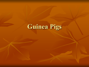 Guinea Pigs - Nassau BOCES