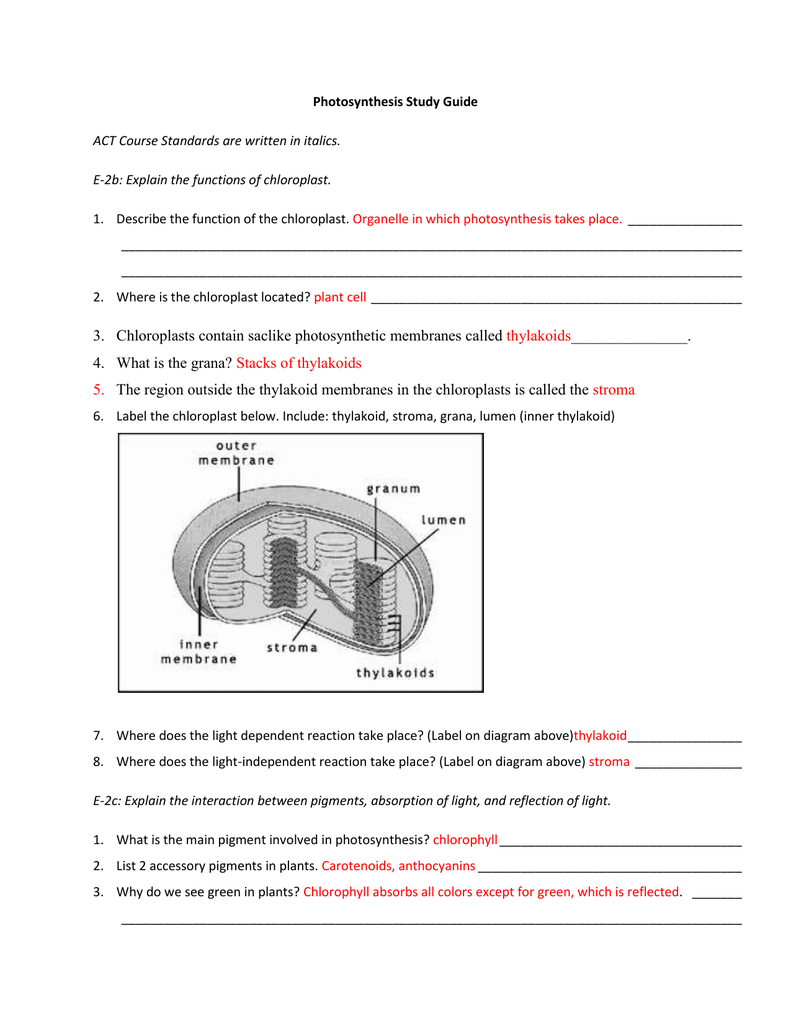 Photosynthesis Study Guide Answer Key Within Photosynthesis Worksheet High School