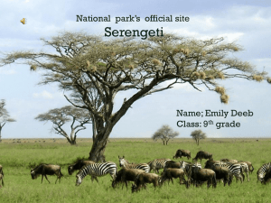 SerengetiEmily