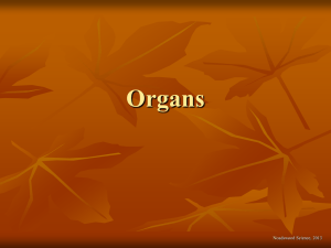 Organs - Noadswood Science