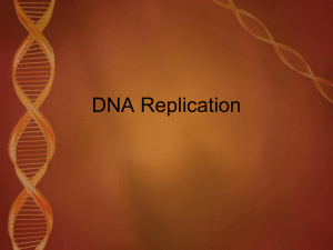 DNA Replication