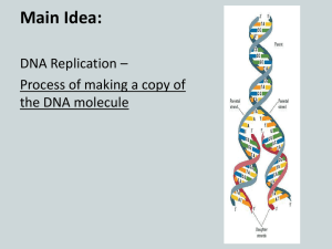 Section 8.3 DNA Replication