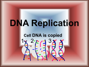 DNA Replication