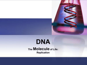 Les 5 DNA Replication