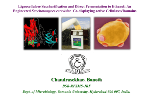 Lignocellulose Saccharification and Direct Fermentation to Ethanol
